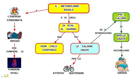 Mappa concettuale: Metabolismo basale • Scuolissima.com