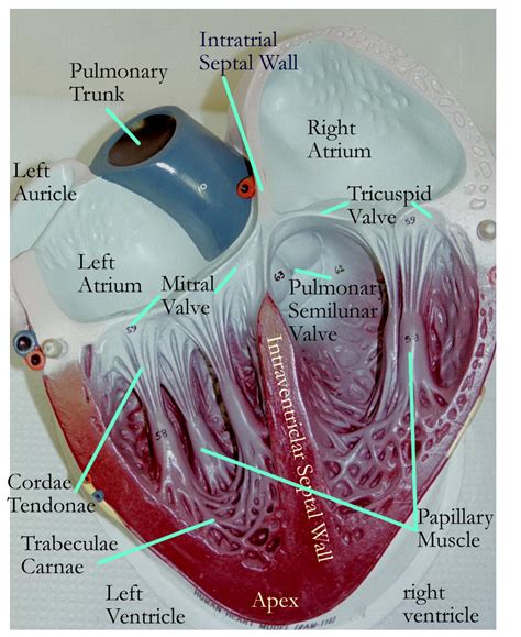 Parts inside the Heart | Circulatory system, System model, Anatomy and physiology