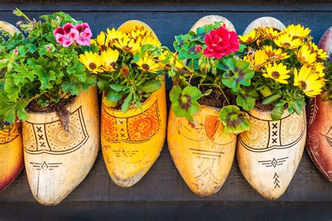 » Dutch old wooden clogs with blooming flowers