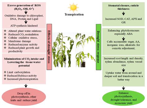 Crop Resilience to Drought Stress | Encyclopedia MDPI