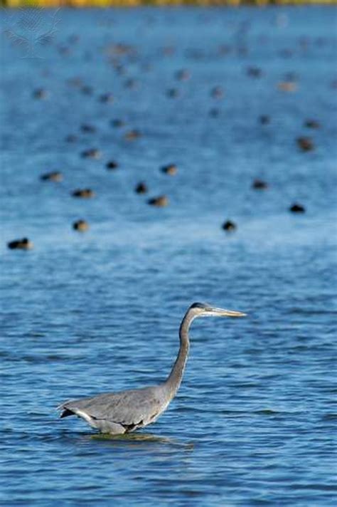 Estuary - wORLD bIOMES