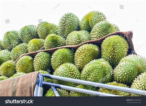 Close Durian Farm Stock Photo 592186928 | Shutterstock