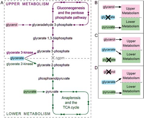 Selection scheme for identifying the product specificity of glycerate... | Download Scientific ...