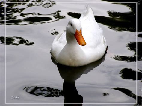 Le canard blanc