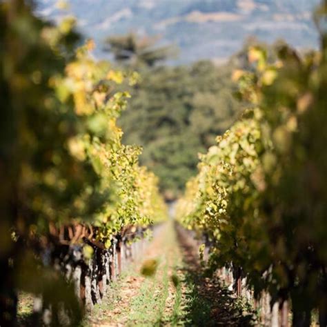 Sonoma County Wineries - Sonoma.com