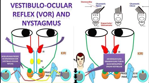 Vestibular Ocular Reflex Exercises