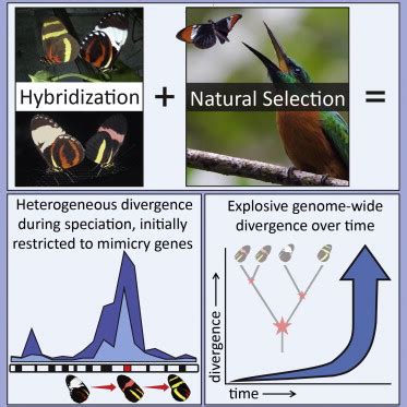 Hybridization Reveals the Evolving Genomic Architecture of Speciation: Cell Reports