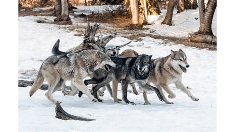 Campaign launched to overhaul state management of wolves - WildEarth ...