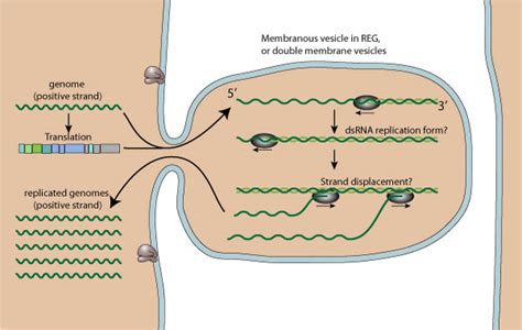 +RNA virus replication/transcription ~ ViralZone