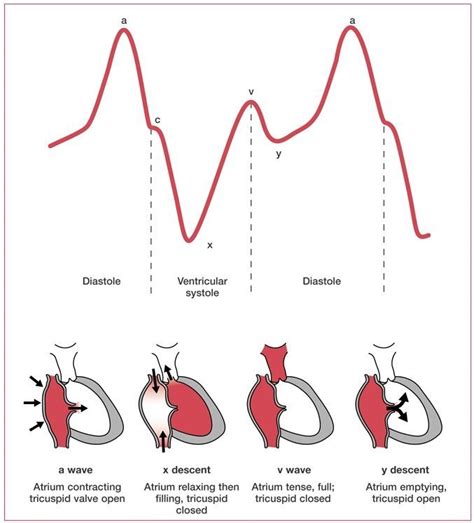 Image result for right atrial pressure tracing | Cardiac cycle, Central ...