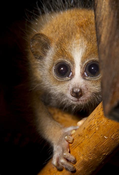 01 Baby Pygmy Slow Loris - Shepreth Wildlife Park