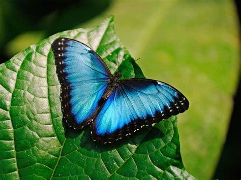 Blue Morpho Butterfly-High Quality HD Wallpaper, morpho butterfly #1080P #wallpaper #hdwallpaper ...