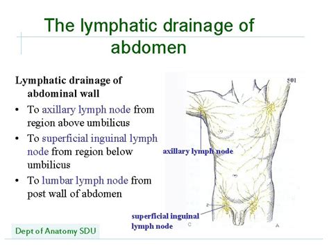 Shotty inguinal lymph nodes - estatequest