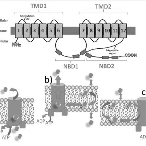 P-glycoprotein structure and transportation mechanism where a) is the... | Download Scientific ...