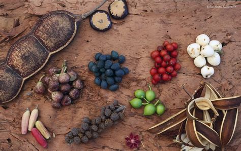 Bush Tucker Tropical rainforest fruits on paper bark (Copy… | Flickr