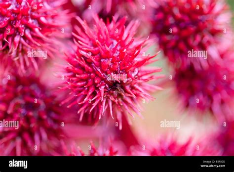 Flowers of castor oil plant Stock Photo - Alamy