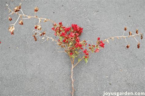 Bougainvillea Pruning Tips: Everything You Need to Know