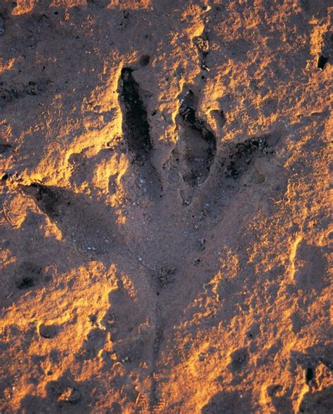 Australia natural wonders: Dinosaur footprints, Broome WA - Vacations ...