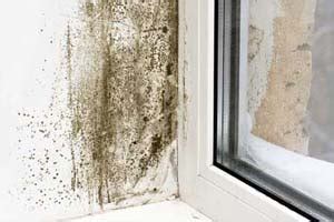 How to Prevent Black Mold in House? 4 Prevention Tips