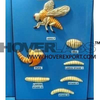 Sand Fly Life Cycle Model Model India, Manufacturers, Suppliers ...