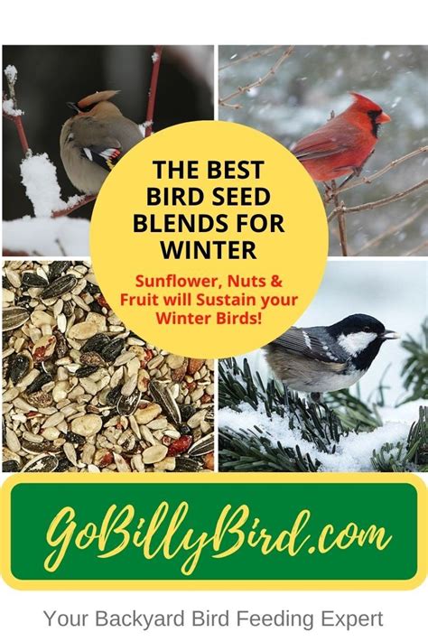 The Best Bird Seed Blends for Winter | Bird seed, Feeding birds in winter, Backyard birds