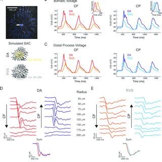 Excitatory center-surround receptive field organization dictates both ...