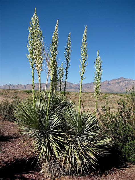 Yucca Chihuahuan Desert Plants - Pets Lovers