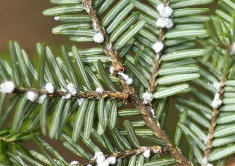 Hemlock Woolly Adelgid | West Virginia Botanic Garden