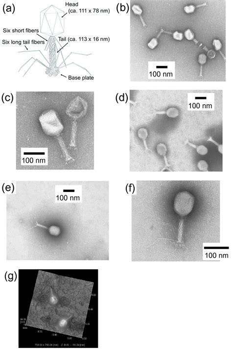 (a) Morphology of T4 phage. (b–e) Transmission electron microscopy... | Download Scientific Diagram