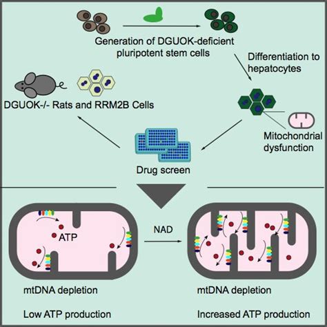 NAD can restore mitochondrial function and energy production in MTDPS ...