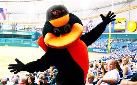 Bird Orioles Mascot - The Baltimore Oriole Bird Mascots on Behance ...