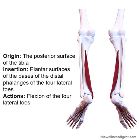 Flexor Digitorum Longus Muscle Pain - The Wellness Digest