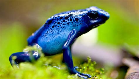 5 Different Species of Frogs Found in India - lifeberrys.com