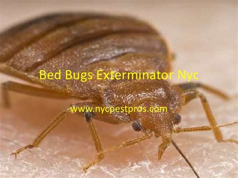 Bed bugs exterminator nyc