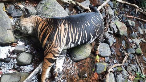 Death of rare black tiger in Odisha’s Similipal Tiger Reserve will have big impact on population ...