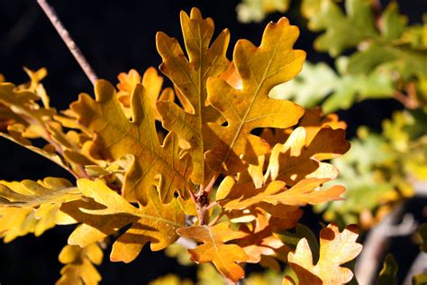 Scrub Oak Leaves in Autumn – Photos Public Domain