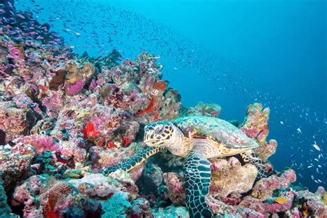 Coral Reefs of the Maldives - Maldives Magazine