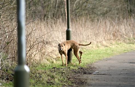 No fines issued for dog fouling in Donegal in 2023 - Donegal News