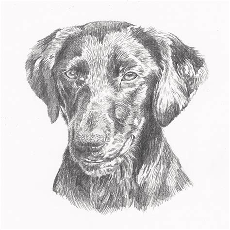 How To Draw Pet Portraits • Anna Bregman Portraits