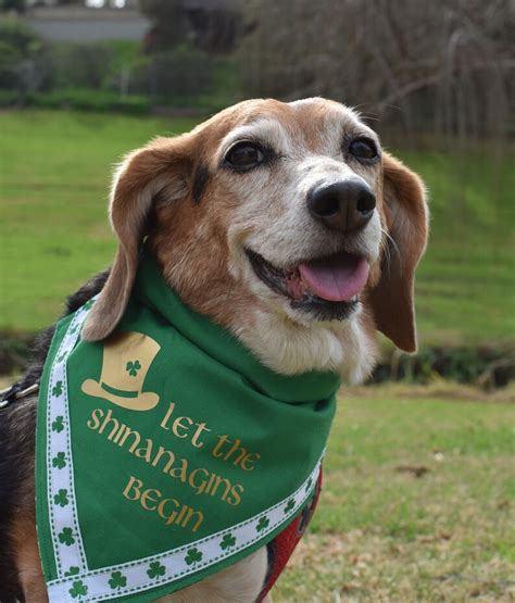 Dog Bandana St Patricks Day Green Shamrocks | Etsy