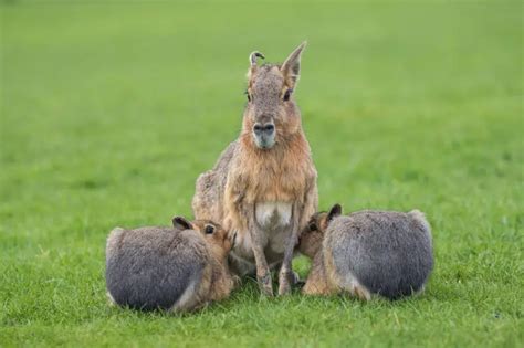 Patagonian Mara - Facts, Diet, Habitat & Pictures on Animalia.bio