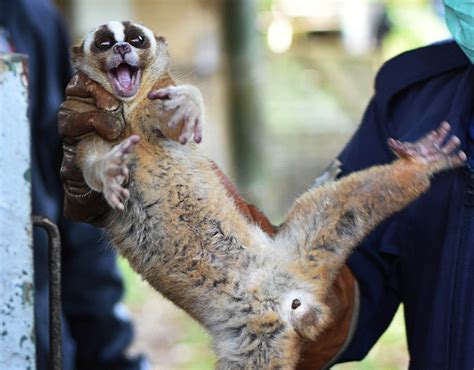 8 Javan slow lorises released into natural habitat - National - The ...