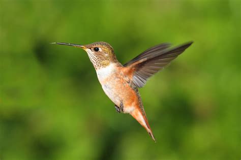 Hummingbirds In Missouri: 8 Species To Search For