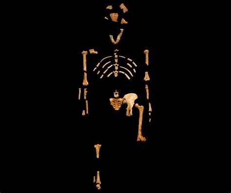 Evolutionary Embarrassment: Part of Famous 'Ape-Man' Skeleton Actually Came from Baboon ...