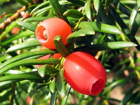 Deathberries (Yew berries): A poisonous berry. Cats die almost ...