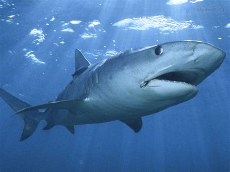 Tiger Sharks Pictures | Sharks