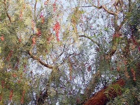 Pepper tree leaves, seeds, and branches | This is a close up… | Flickr