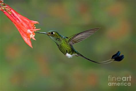 Booted Racket-tail Hummingbird Photograph by Anthony Mercieca - Fine Art America