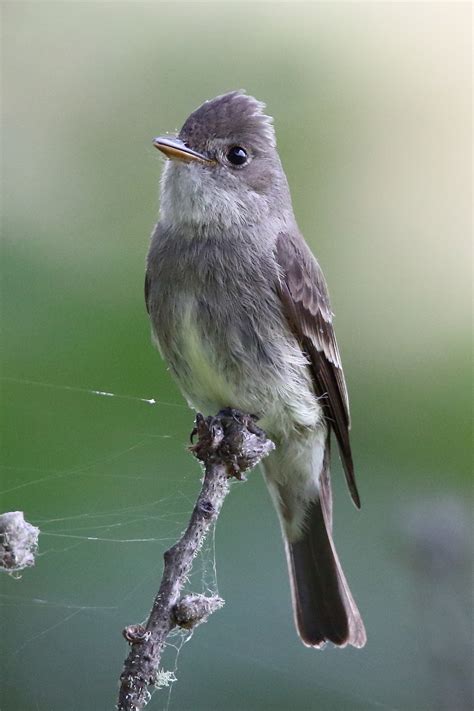 Western Wood-Pewee | Oregon Birding Association