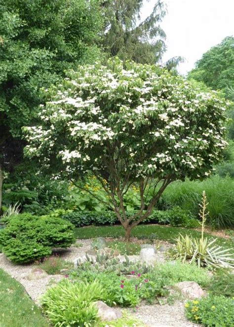 Cornus kousa Moonbeam | Asian Dogwood | The Plant Store NZ